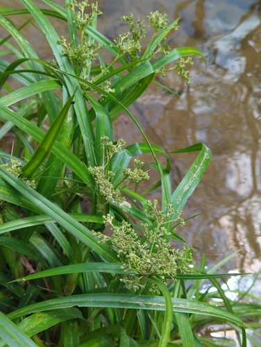 leafy bulrush (Scirpus polyphyllus)