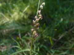 Anthenantia rufa