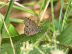 Satyrinae
