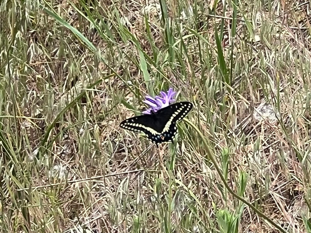 Mt. Shasta Swallowtail