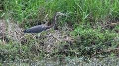 Egretta tricolor