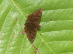 Pyrginae