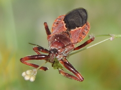 Apiomerus cazieri