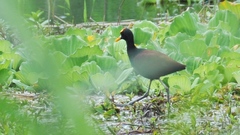 Jacana spinosa