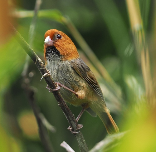 Short-tailed Parrotbill (Suthora davidiana), photo 6