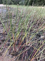 Juncus militaris