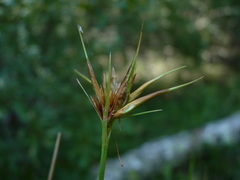 Rhynchospora macrostachya