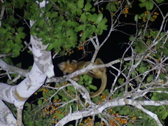 Potos flavus