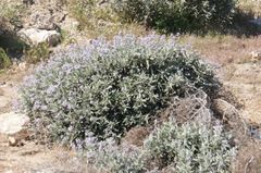 Eriodictyon trichocalyx lanatum