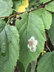 Cameraria corylisella