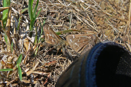 Cobweb Skipper photo 5