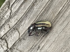 Diaprepes abbreviatus