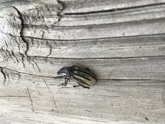 Diaprepes abbreviatus