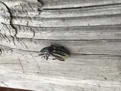 Diaprepes abbreviatus