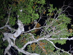 Potos flavus