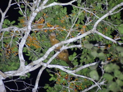 Potos flavus