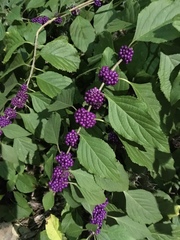 Callicarpa americana