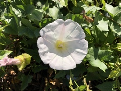 Calystegia macrostegia macrostegia