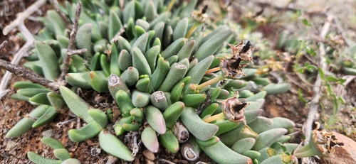 Hereroa concava L.Bolus