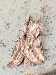 Pleromelloida cinerea