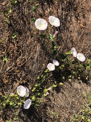 Calystegia macrostegia macrostegia