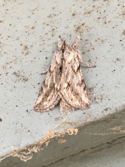 Pleromelloida cinerea