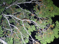 Potos flavus