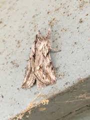 Pleromelloida cinerea