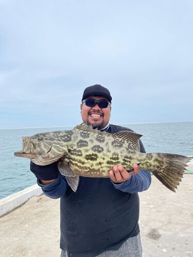 Broomtail grouper (Mycteroperca xenarcha) — Serranidae