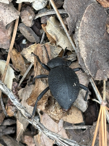 iNaturalist observation photo of Darkling Beetles