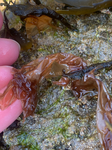 Porphyra umbilicalis observed 2025-05-18