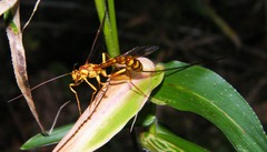 Megarhyssa greenei