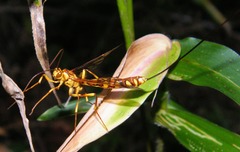 Megarhyssa greenei