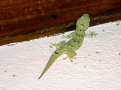 Hemidactylus mercatorius