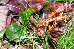 Megarhyssa greenei