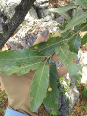 Quercus clivicola