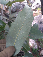Quercus clivicola