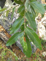 Quercus clivicola