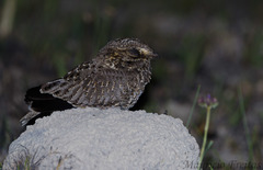 Eleothreptus anomalus