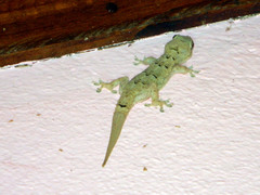 Hemidactylus mercatorius