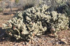 Cylindropuntia wolfii