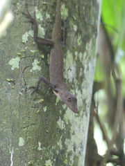Anolis punctatus