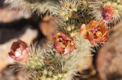 Cylindropuntia wolfii