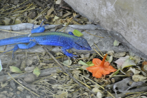 Rainbow Lizard