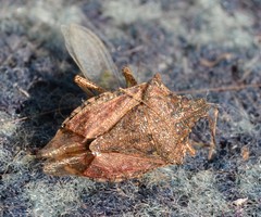 Halyomorpha halys