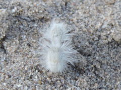 Dasymutilla pseudopappus