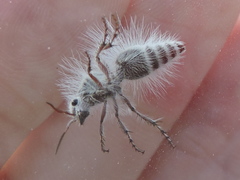 Dasymutilla pseudopappus