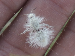 Dasymutilla pseudopappus