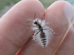 Dasymutilla pseudopappus