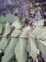 Juglans mollis